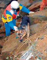 生存者を発見した警視庁の災害救助犬（新潟県長岡市）