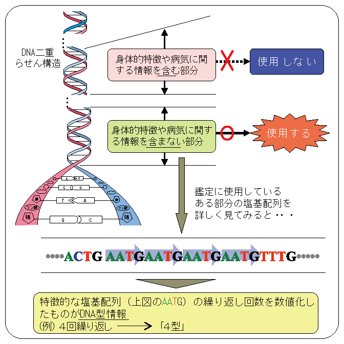 図1-36　DNA型鑑定（STR型検査法）に使用する部分
