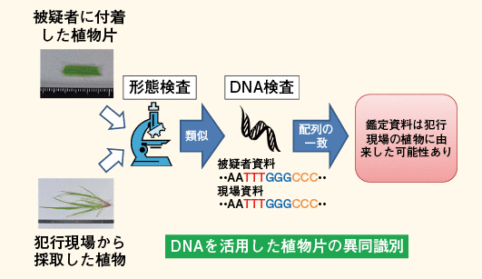 図表-71　DNAを活用した植物片に異同識別