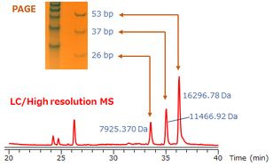 RFLP analysis by LC/high resolution MS