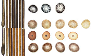 毛髪の顕微鏡像と横断面未染毛（上段）、染毛（下段）