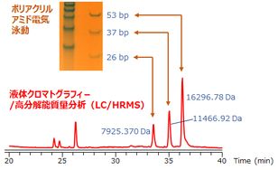 液体クロマトグラフィー／高分解能質量分析によるDNA多型解析