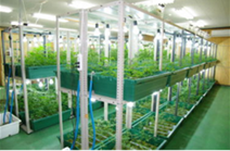 違法な大麻の栽培状況
