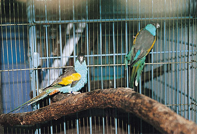 保護されたヒスイインコ