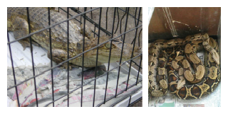 無許可で飼養していた鰐