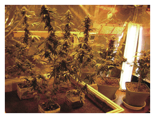 栽培されていた大麻
