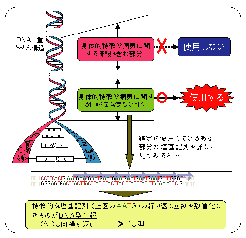 図-43　DNA型鑑定（STR型検査法）に使用する部分