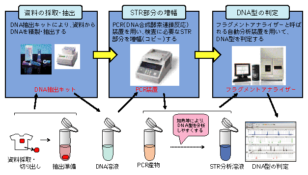 図-44　DNA型鑑定（STR型検査法）の流れ
