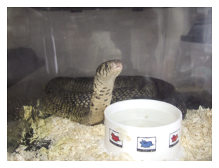 事例 写真　無許可飼養されていた毒蛇