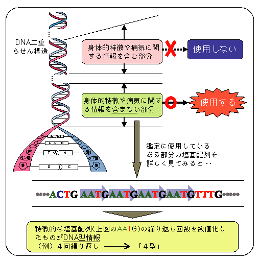 図1-30　DNA型鑑定（STR型検査法）に使用する部分