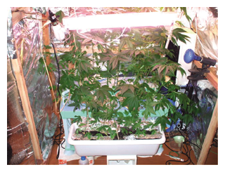 写真　栽培されていた大麻