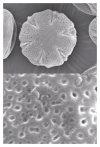 研究例　ラベンダーの花粉