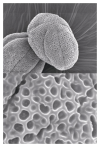 研究例　タイムの花粉