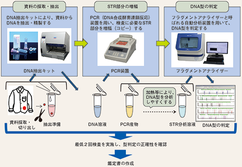 図表2-54　DNA型鑑定（STR型検査法）の流れ