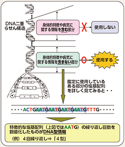 図表2-67　警察におけるDNA型鑑定の概要