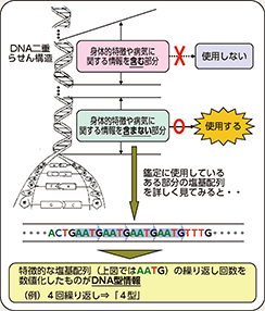 図表2-68　警察におけるDNA型鑑定の概要