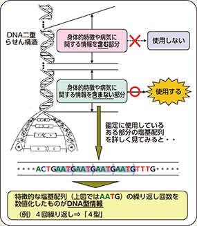 図表2-70 警察におけるDNA型鑑定の概要