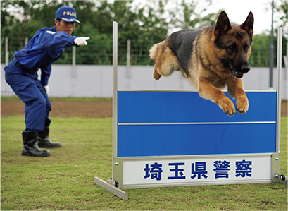 警察犬訓練の様子（埼玉県、令和2年6月）