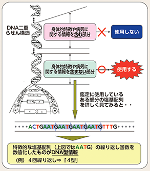 図表2-75　警察におけるDNA型鑑定の概要
