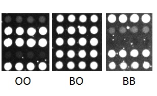 ABO genotyping with DNA microarray