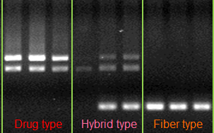 Cannabis profiling using genetic information.