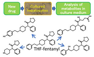 Drug metabolism study using cultured hepatocytes.