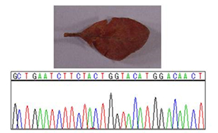 Sequence of botanical DNA